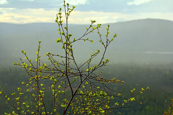 Frühling Junge Leuchtend Grüne Blätter Zweigen Und Warme Sonnendusche — Stockfoto