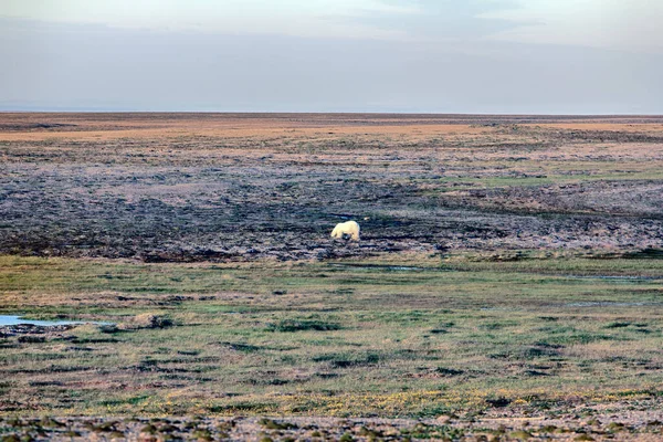 Arktiskt Landskap Isbjörn Mörk Och Livlös Arktisk Öken Problem Med — Stockfoto