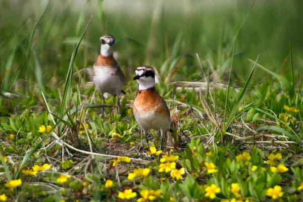 Птицы Азии Монгольский Пловер Charadrius Mongolus Поле Приятного Луга Желтыми — стоковое фото