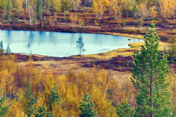 Красивый Вид Северную Природу Золотой Осени Озерный Край Сосновые Березовые — стоковое фото