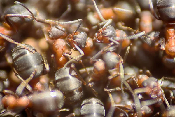 Ants Moving Anthill Marco Many Insects Background — Stock Photo, Image