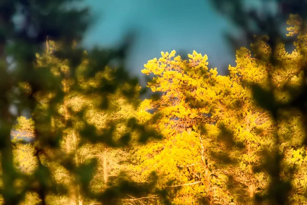 Χαλαρό Φθινόπωρο Χρυσός Φθινοπωρινός Ήλιος Στο Πευκοδάσος Θλιβερή Ομορφιά Του — Φωτογραφία Αρχείου