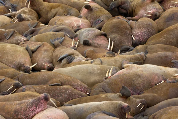 Das Leben Der Walrosse Besteht Bestenfalls Aus Schlaf Und Kleinen — Stockfoto