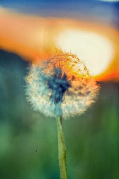 Silueta Diente León Contra Puesta Del Sol Encanto Aireado Verano — Foto de Stock