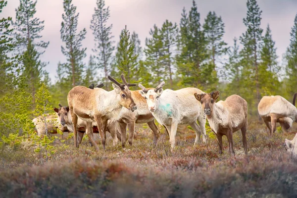 Feral Reindeer Tato Zvířata Dnes Žijí Neutrální Zóně Rusko Norských — Stock fotografie