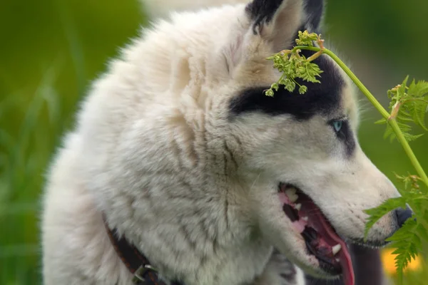 Κατοικίδιο Ζώο Σκυλί Husky Στην Ύπαιθρο Καλοκαίρι Φόντο Κίτρινα Λουλούδια — Φωτογραφία Αρχείου