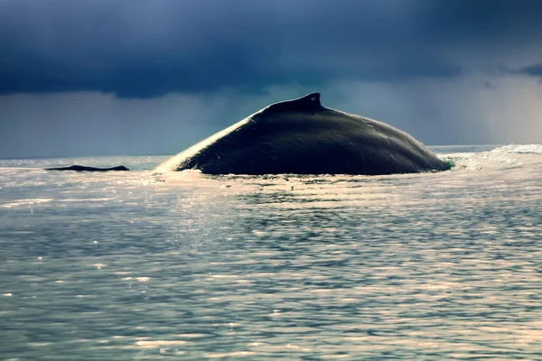 Alma Oceano Pacífico Baleia Jubarte Megaptera Novaeangliae Pesando Pelo Menos — Fotografia de Stock