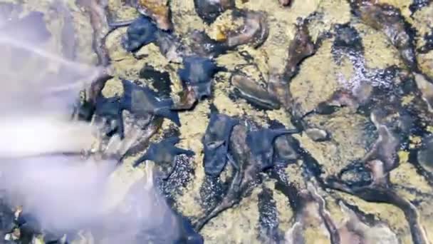 Летучие мыши зависают у входа в пещеру — стоковое видео