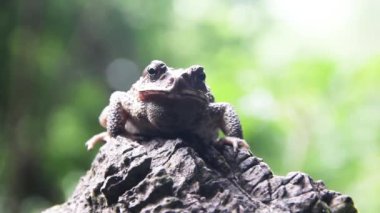 Gamboja Kurbağası, Şili Kurbağası, Akıntı Kurbağası (Ingerophrynus, muhtemelen galeatus)