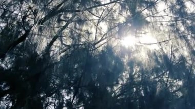 Şaşırtıcı derecede güzel yumuşak iğneler kozalaktan sarkıyor.