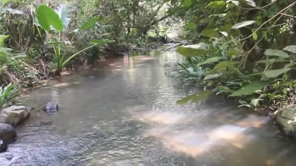 Een beekje in het regenwoud — Stockvideo