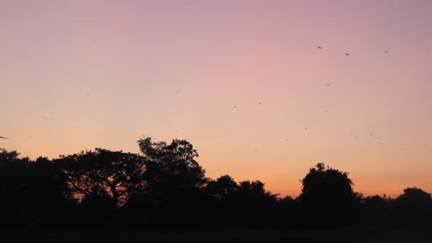 Tropische zonsondergang in Sri Lanka en vliegende vossen — Stockvideo