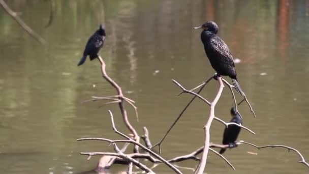 Flock of cormorants sits on fallen tree in water — Stock Video