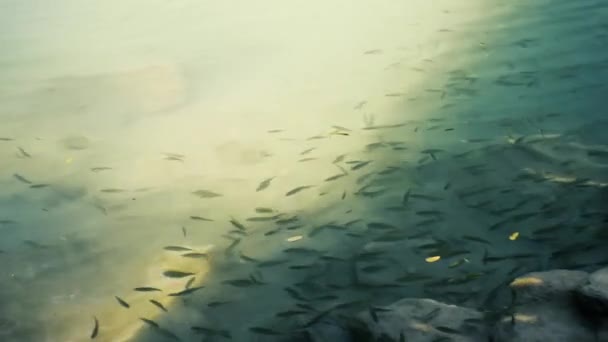 Школа мелких рыб питается насекомыми — стоковое видео