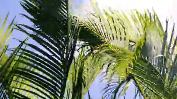 Palmblad användes som ett fan för att skapa en uppfriskande — Stockvideo