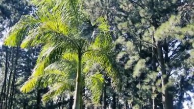 Sri Lanka 'daki orman restorasyonu