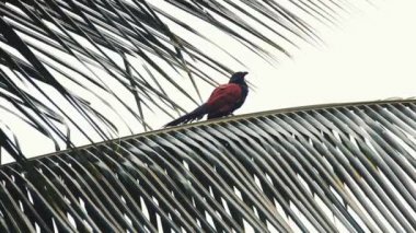 Genel koel (Eudinnamys scolopaceus scolopaceus), kuş