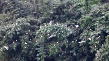Hint Egrets (Bubulcus coromandus) ve Çin havuz balıkçılığı (Ardeola bacchus))