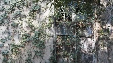 Ivy duvarları ördü.