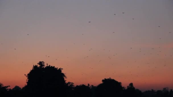 Tropische zonsondergang in Sri Lanka en vliegende vossen — Stockvideo