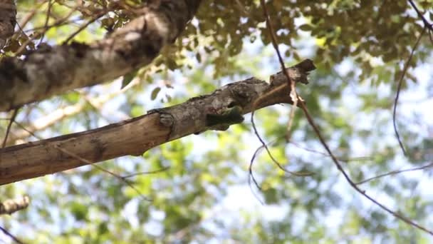 Sri Lanka Barbet (Psilopogon rubricapillus)) — Stockvideo