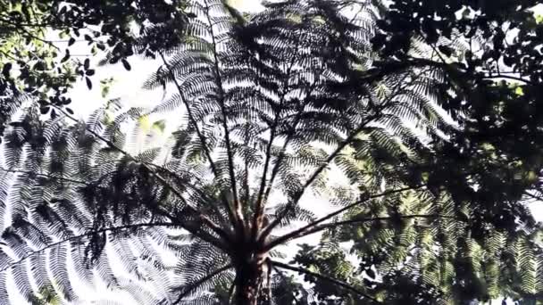 Corona de helecho de árbol (que se asemeja a Cyathea gigantea) planta relicta — Vídeo de stock
