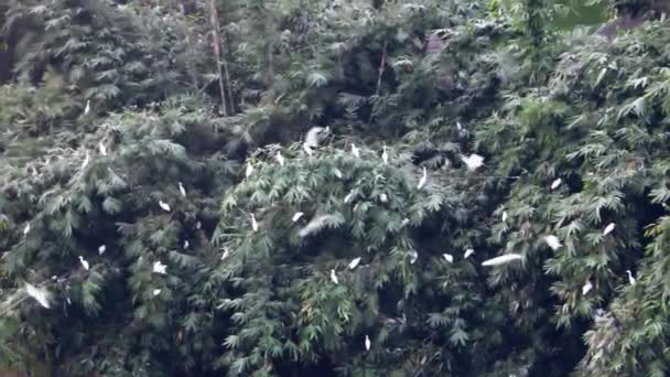 Indische runderreigers (Bubulcus coromandus) en Chinese vijverreiger (Ardeola bacchus)) — Stockvideo