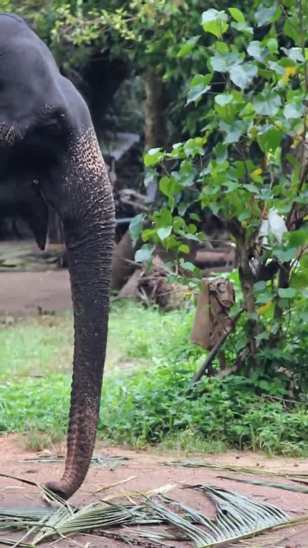 Indischer Elefant wählt ein Palmblatt — Stockvideo