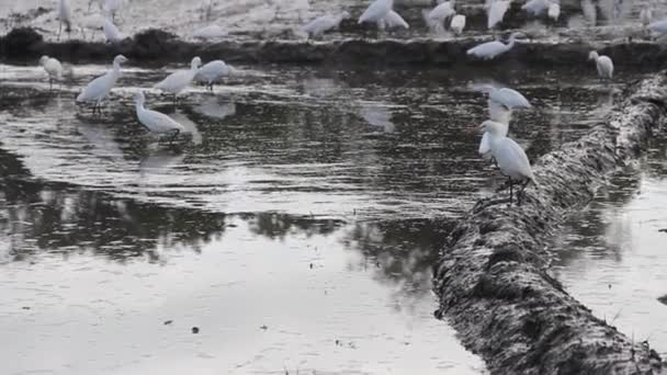 Många egrets flockas för att hitta liten fisk i Rice kontroller — Stockvideo