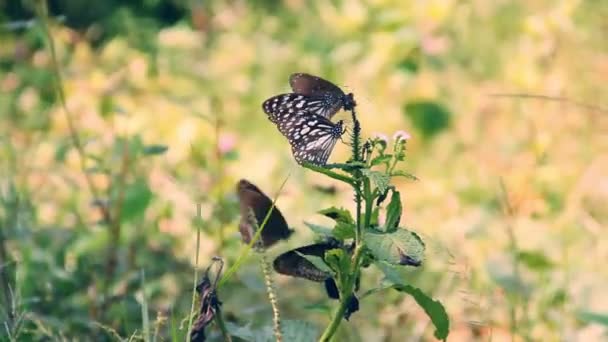 Butterflies from genus Milkweed — Stock Video
