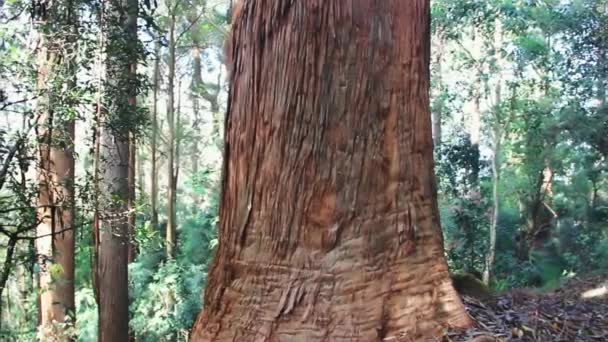 Tronc d'un vieil arbre avec écorce en forme d'aiguille — Video