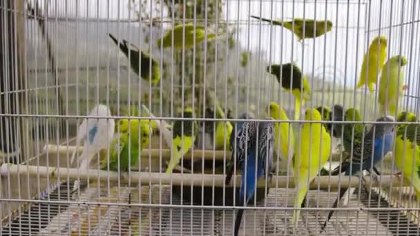 Budgies in a cage — Stock Video