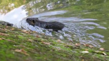 Kanal kıyısında Nutria.