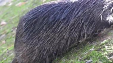 Kanal kıyısında Nutria.