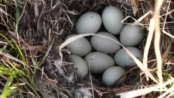 Un nido de pato con 9 huevos — Vídeos de Stock