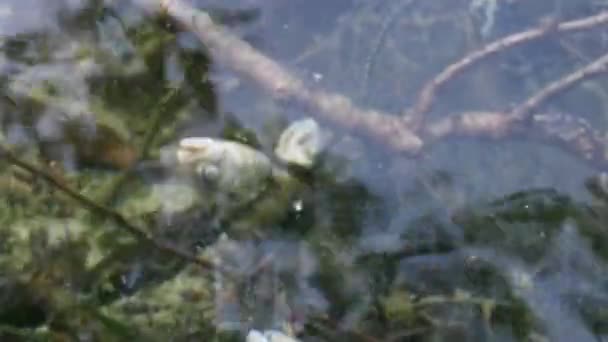 Eski bir balık ağı bir gölette terk edilmiş. — Stok video