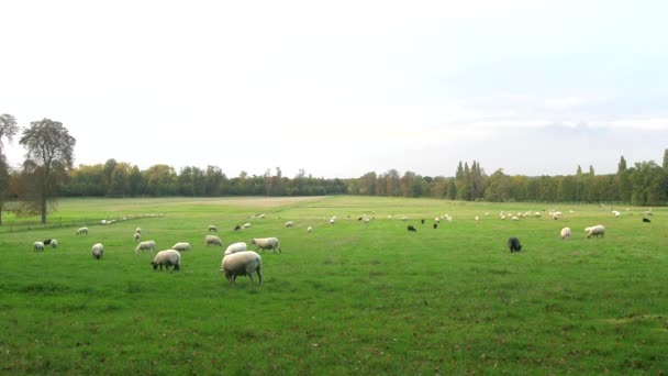 Troupeau de moutons paissent sur un champ vert — Video