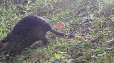 Kanal kıyısında Nutria.