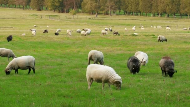 Стадо овец пасется на зеленом поле — стоковое видео