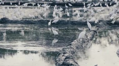 Birçok balıkçıl pirinç kontrolünde küçük balıklar bulmak için akın etti.