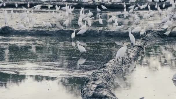 Many egrets flocked to find small fish in Rice checks — Stock Video