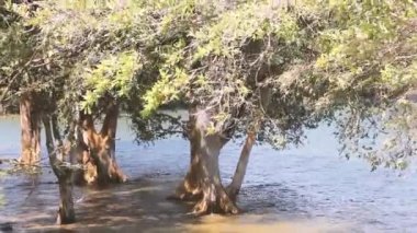 Mangrov ormanlarının kalıntıları.