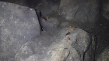 Dev hamamböcekleri (Periplaneta kazara tanıtılan türler)