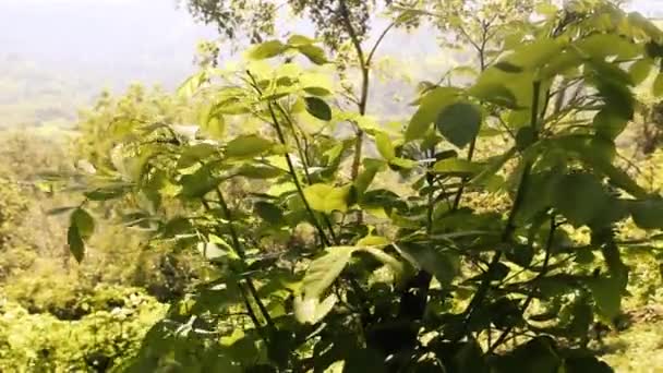 Shrubs, young spring growth — Stock Video