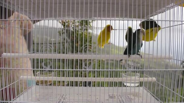 Papegaaien en tortelduiven in een kooi — Stockvideo
