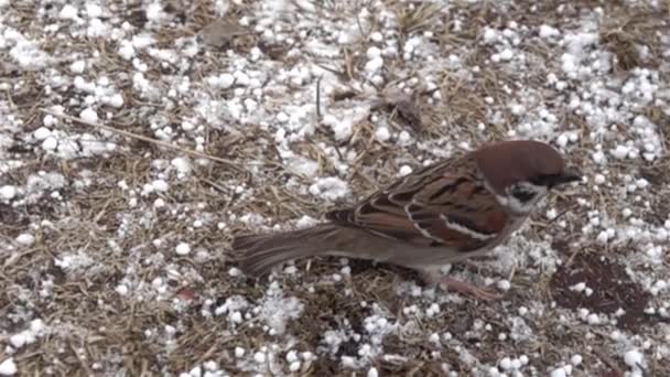 Opstijgen, opstaan van de vogel. De start van de Euraziatische boommus — Stockvideo