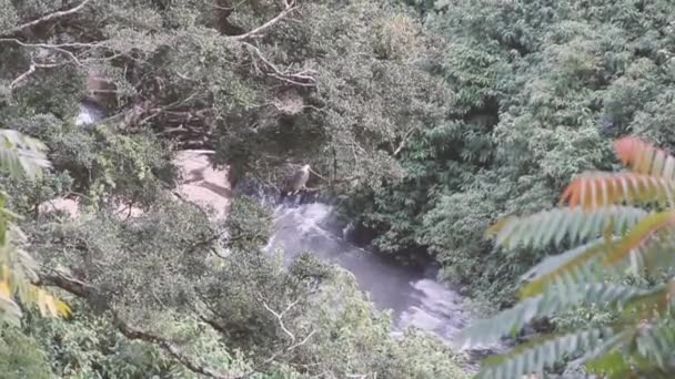 Río está en cañón y vientre blanco Fish Eagle — Vídeo de stock