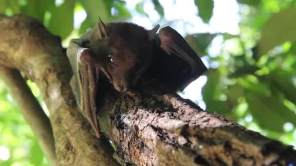 Zorro volador enfermo — Vídeos de Stock