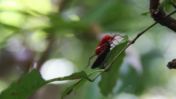 斯里兰卡的捕食性热带臭虫 — 图库视频影像