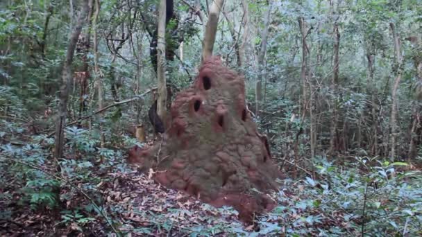 Termite, White ants (Isoptera) termite mound — Stock video